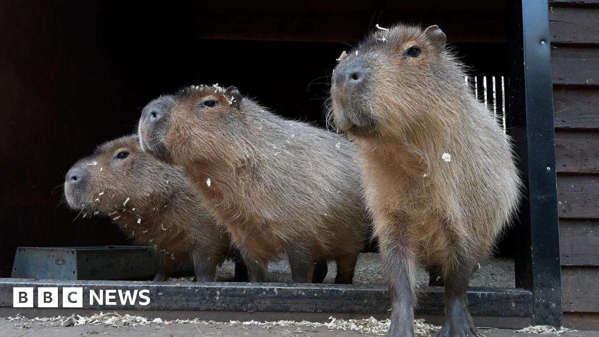 A close-up of three capybaras standing in the doorway of a wooden enclosure.