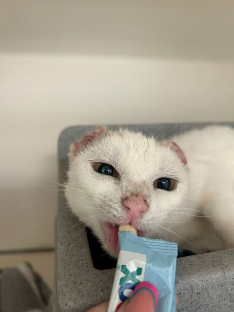 Carina the cat 


