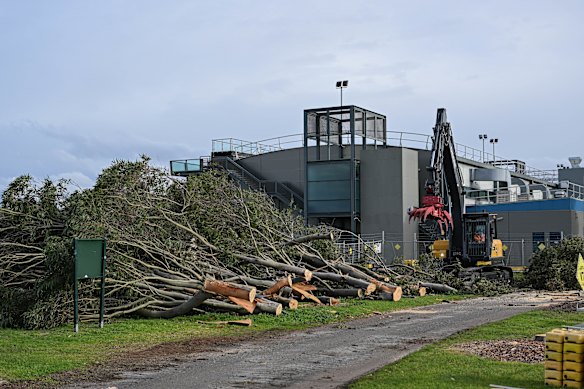 Last week trees were cut down to make way for an upgrade to the Albert Park pit lane.