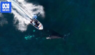 Southern right whale calf hit by boat at Stanwell Park, NSW