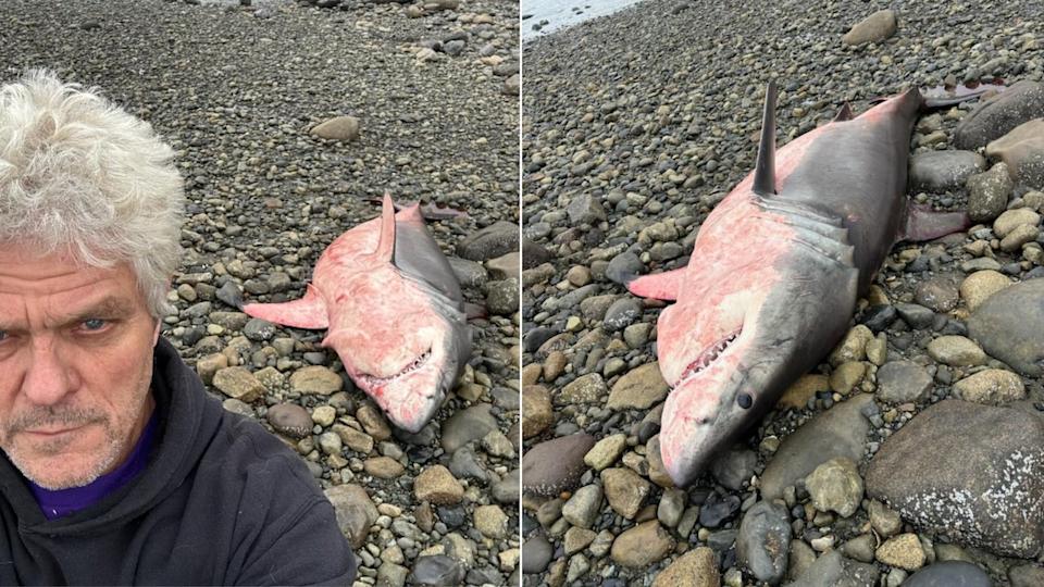 Mike Miles found a dead great white shark on Haida Gwaii while boating on Oct. 10, 2024.