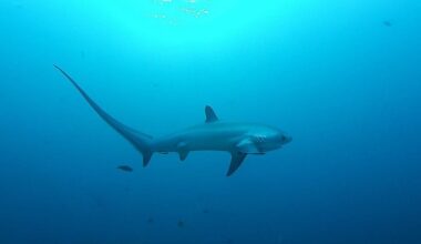 Endangered shark featured on restaurant menu, says conservation group