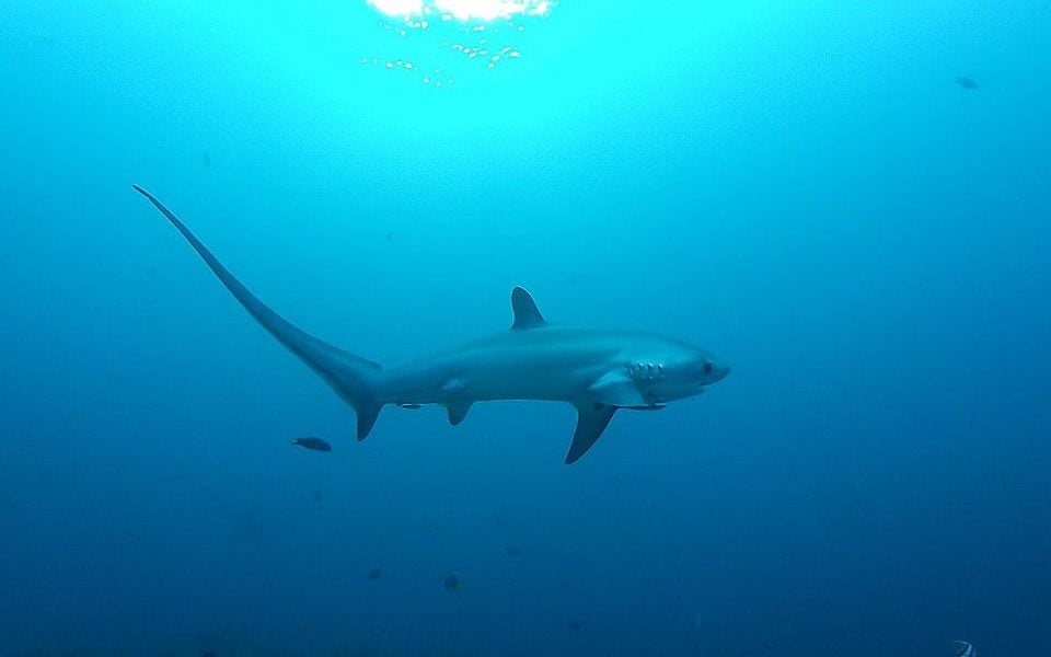 Endangered shark featured on restaurant menu, says conservation group
