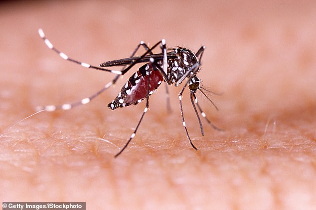 Yellow fever is a serious infection spread by mosquitos found in certain areas of South and Central America, Africa and the Caribbean. The mosquitoes that carry the yellow fever virus bite during the day