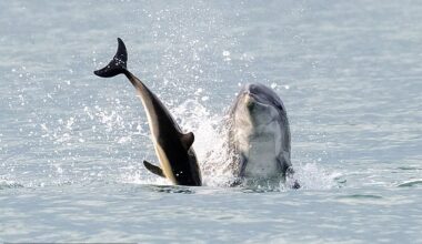 Pictured: Anakin is seen throwing a dolphin into the air off the coast of Cardigan Bay, Wales