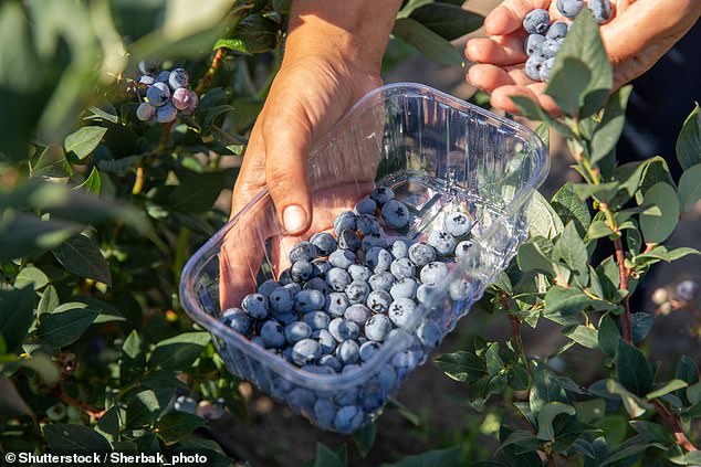Amidst a recent recall, TV star and lifestyle guru Martha Stewart spoke to a slew of experts about washing berries the right way to ensure you're protecting yourself (stock image)
