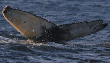 Humpback whales delight onlookers at Chanonry Point; their surprise appearance at the popular bottlenose dolphin viewing spot on the Black Isle wowed Highland visitors and locals, and was captured on film by an Inverness photographer