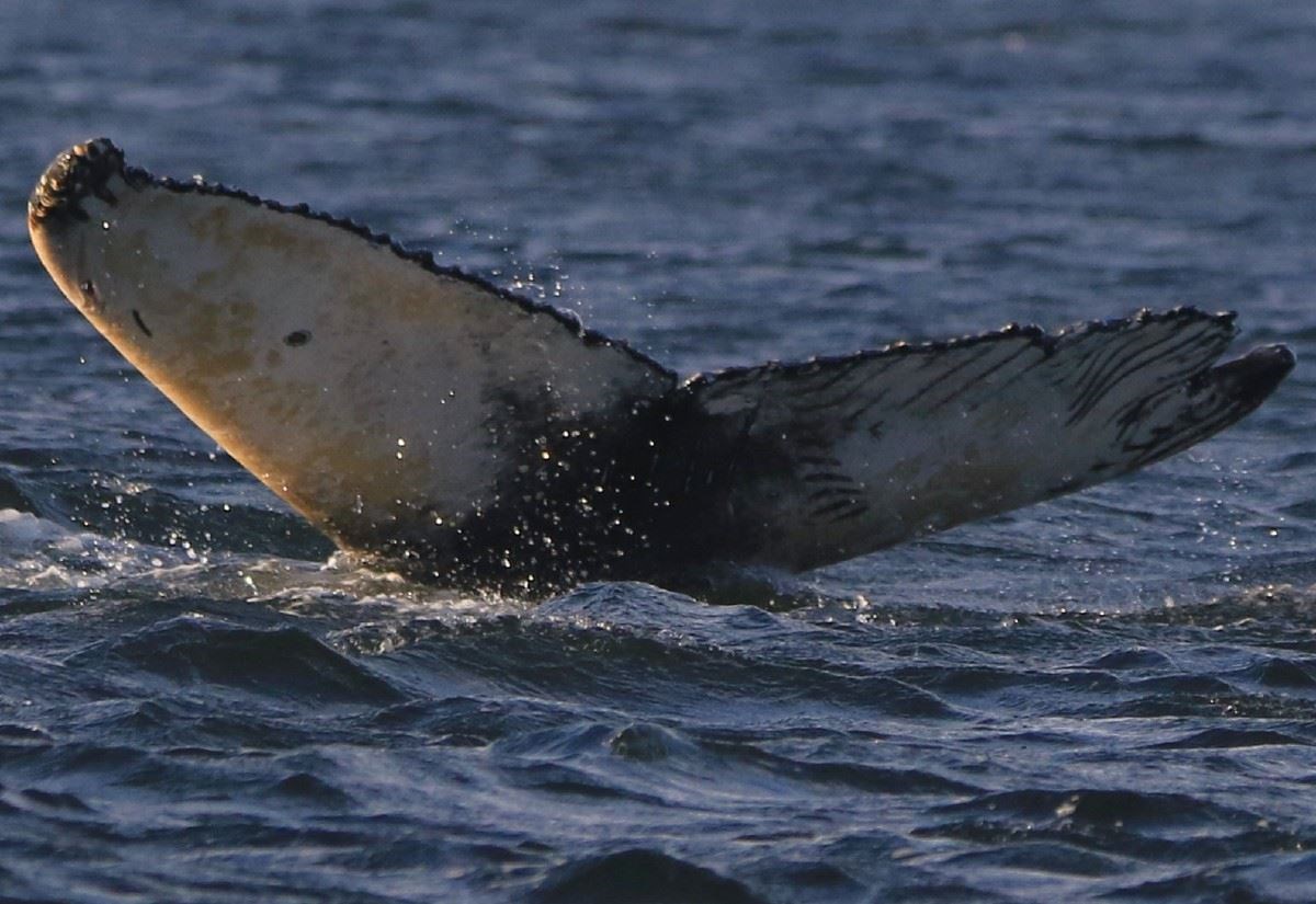 Humpback whales delight onlookers at Chanonry Point; their surprise appearance at the popular bottlenose dolphin viewing spot on the Black Isle wowed Highland visitors and locals, and was captured on film by an Inverness photographer