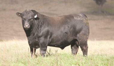 Angus breeders explore prospects for coat-type EBV