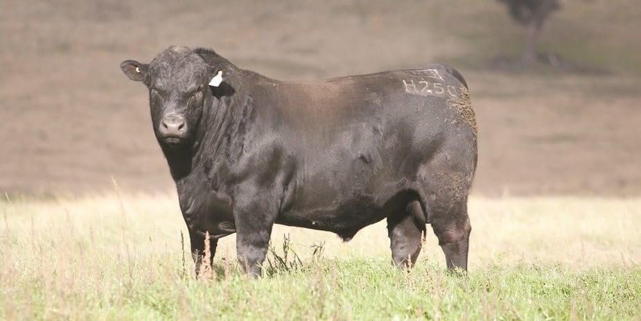 Angus breeders explore prospects for coat-type EBV