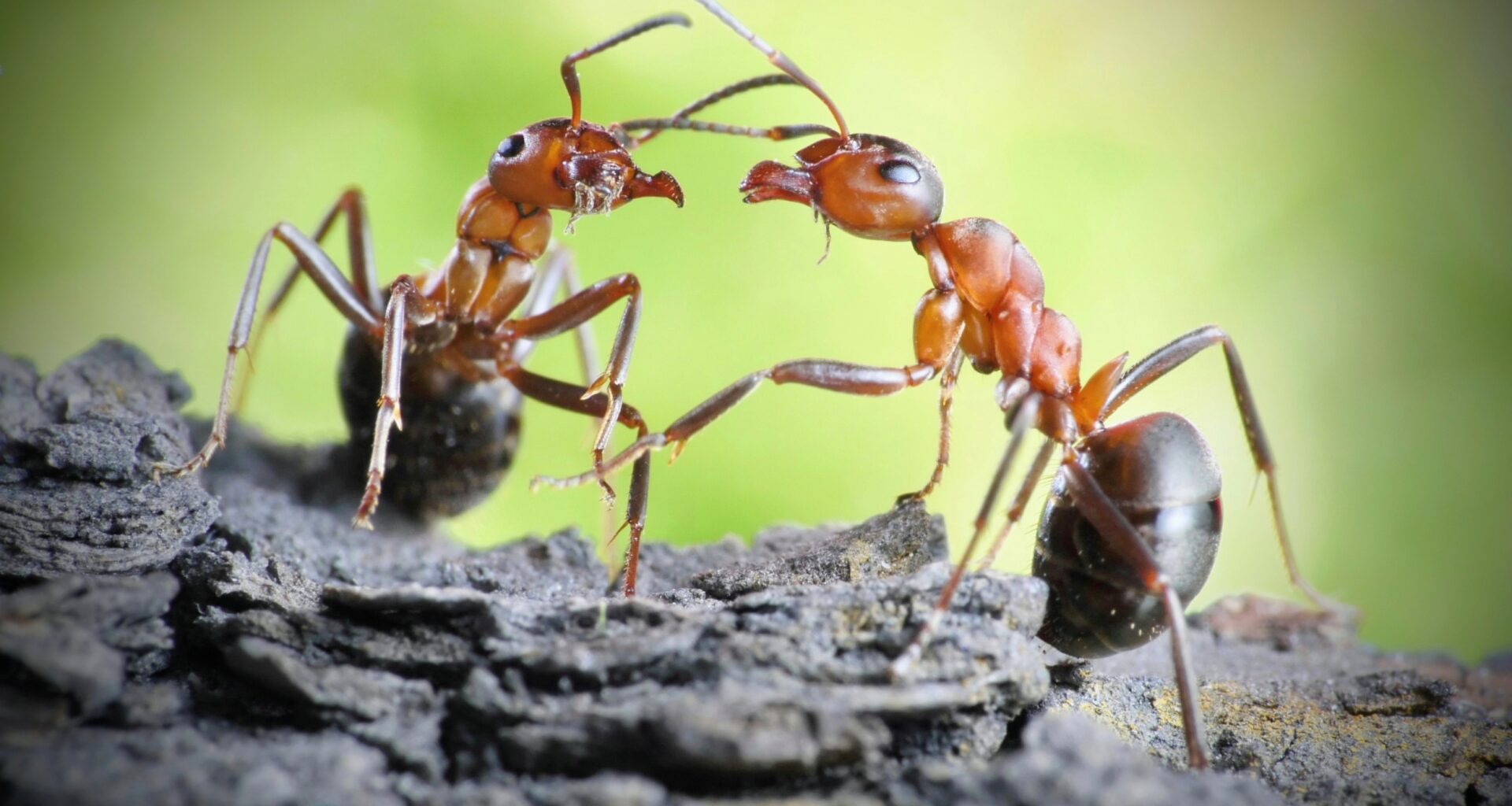 2025/07/Ant-gene-1.jpg