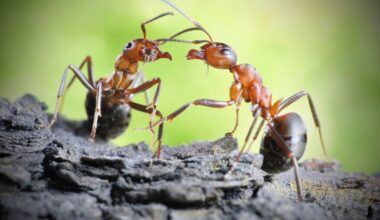 2025/07/Ant-gene-1.jpg