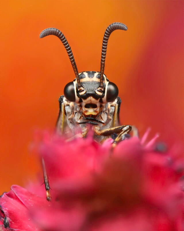 Close-up of an insect, possibly a wasp, with large black eyes and striped antennae, perched on a vibrant pink flower. The background is a soft orange and red gradient, creating a colorful, detailed macro shot.