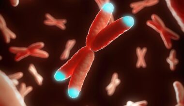 illustration of telomeres