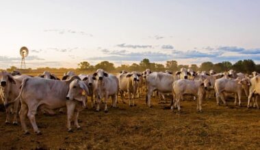 Seven years on, for Single-Step Genomic BreedPlan
