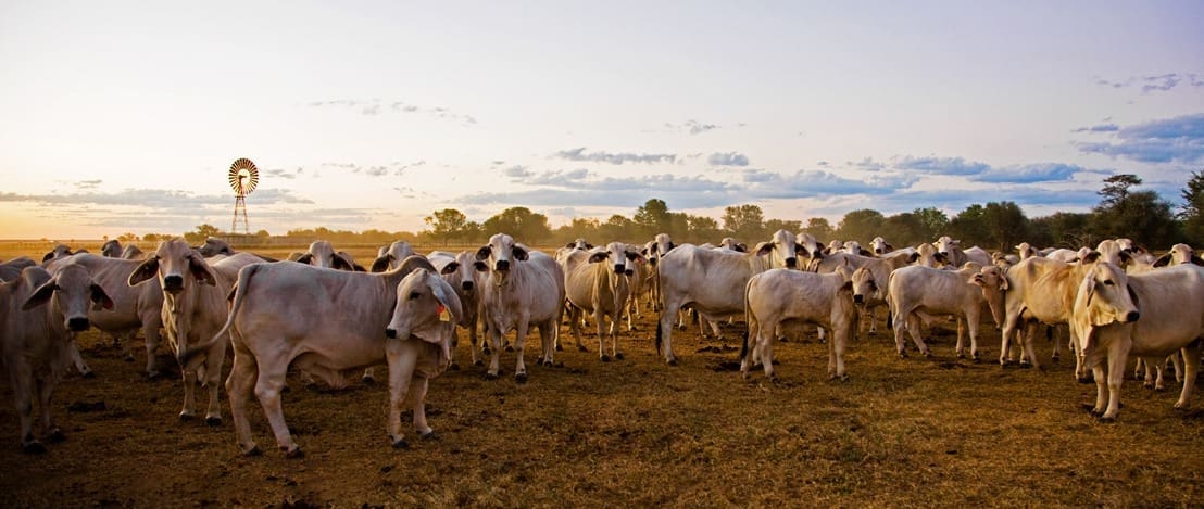 Seven years on, for Single-Step Genomic BreedPlan