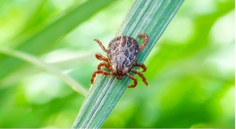 British mother warns of deadly scrub typhus after Thailand trip | News by Thaiger