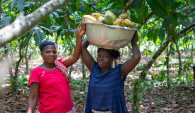Cocoa sector studies forecast key growth into the 2030's, despite market tests