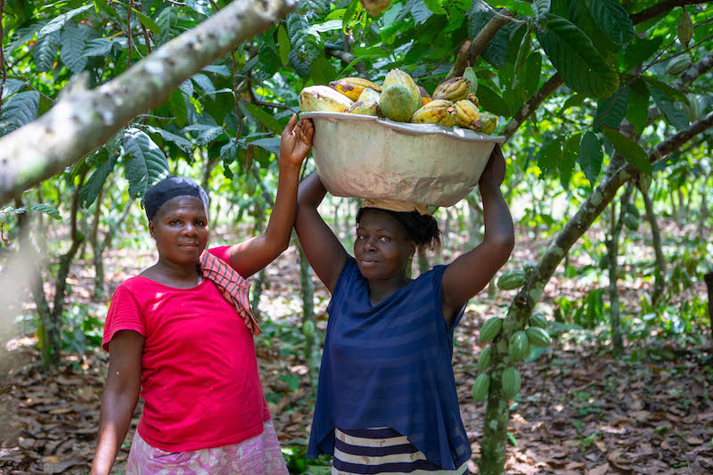 Cocoa sector studies forecast key growth into the 2030's, despite market tests