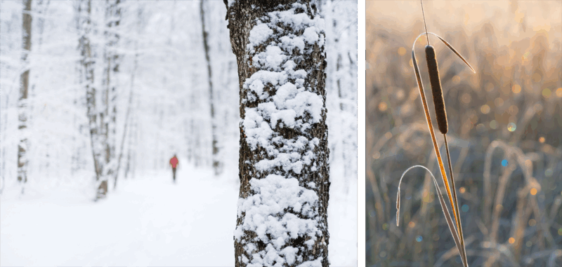 A snowy forest with a person in a red jacket in the background, a close-up of a tree trunk covered in snow, and brown cattails in a sunlit, frosty field.