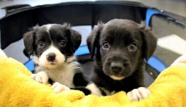 Owners of puppies under 16 weeks old in the West Midlands are being asked to sign up to research study