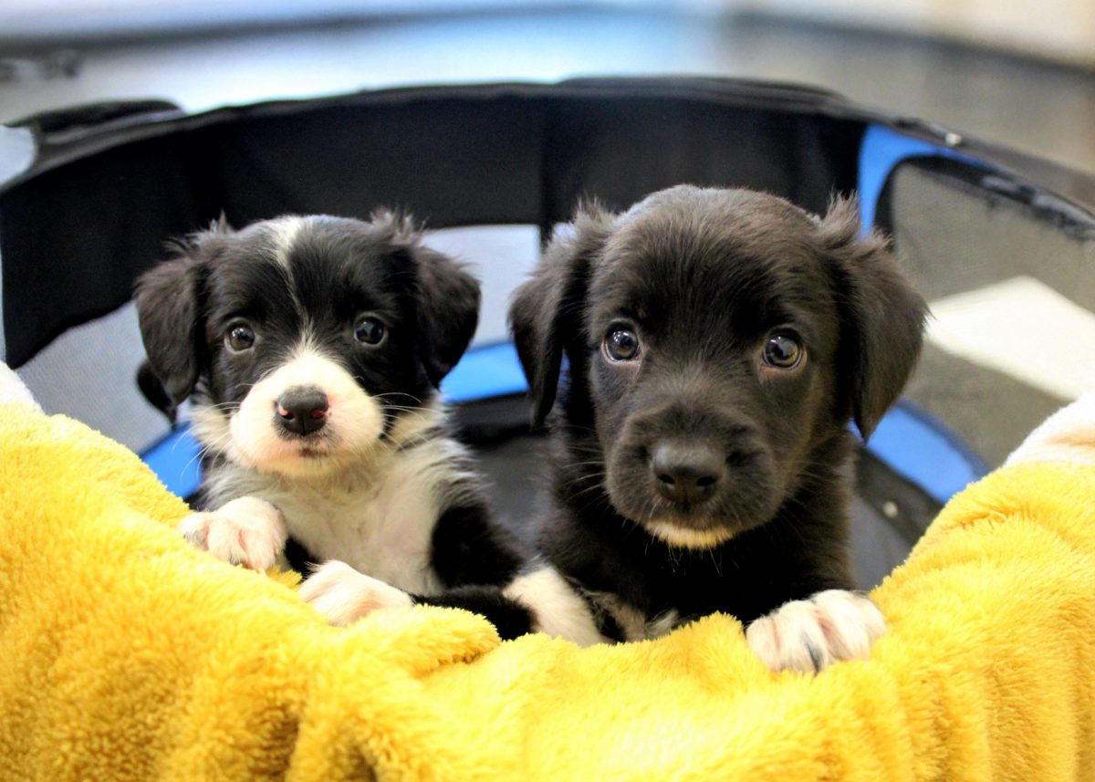 Owners of puppies under 16 weeks old in the West Midlands are being asked to sign up to research study