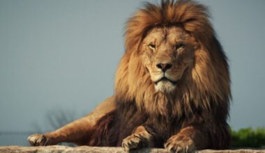 Did the Romans bring lions to England to maul criminals and prisoners of war to death for gruesome entertainment?