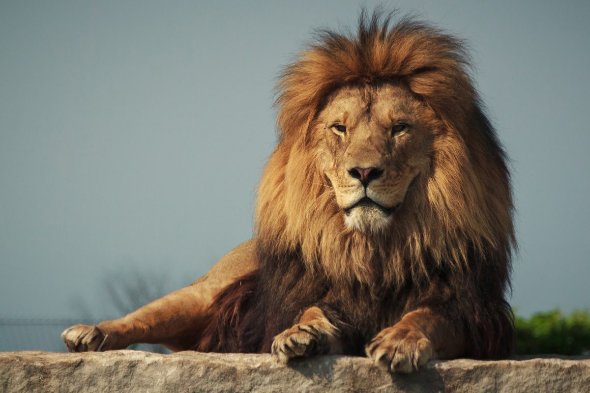 Did the Romans bring lions to England to maul criminals and prisoners of war to death for gruesome entertainment?