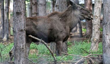 The Wildwood Trust in Herne Bay announces death of much-loved Eurasian elk, Caramel