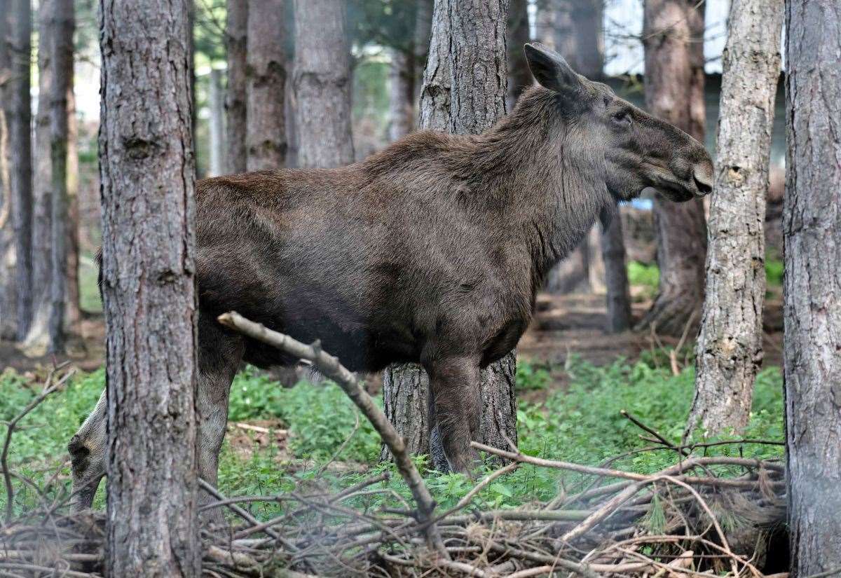 The Wildwood Trust in Herne Bay announces death of much-loved Eurasian elk, Caramel