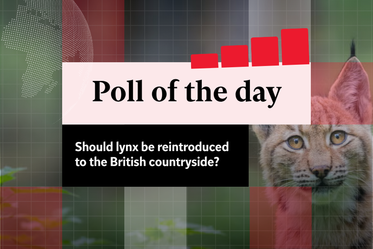 Poll of the day: Should lynx be reintroduced to the British countryside?