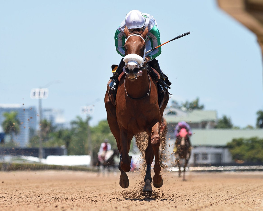 Florida-bred Evolution Heads to Saratoga for Schuylerville off Maiden Victory