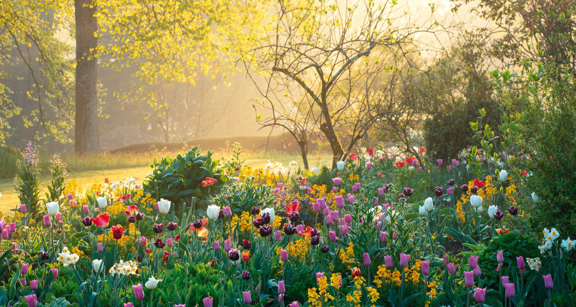 Tulips on the mount in the garden of Forde Abbey, Somerset, featured in Brilliant English Gardens by Clive Nichols