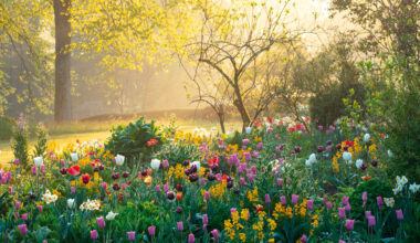Tulips on the mount in the garden of Forde Abbey, Somerset, featured in Brilliant English Gardens by Clive Nichols