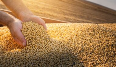 Soy linked to deforestation could arrive in Europe