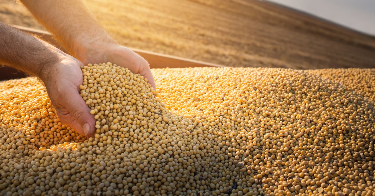 Soy linked to deforestation could arrive in Europe