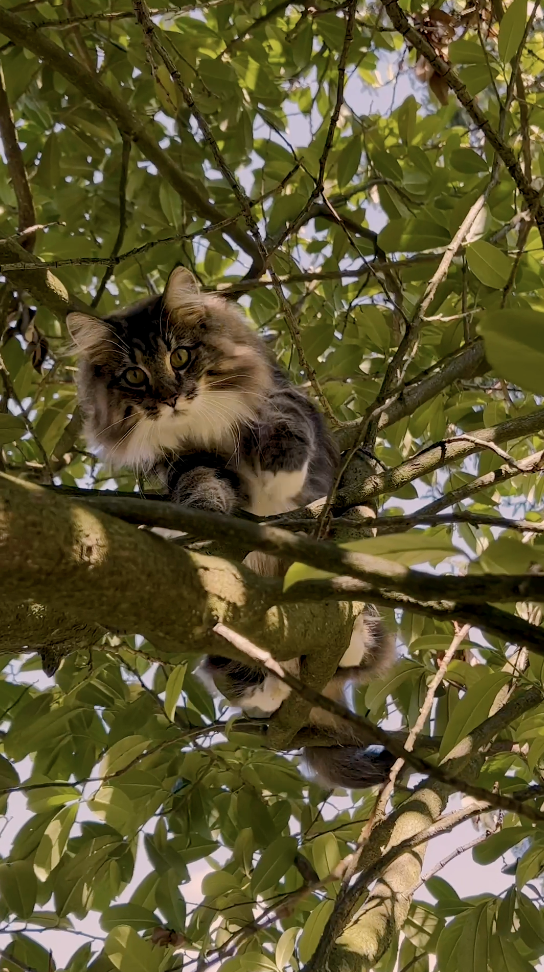 Cat in tree