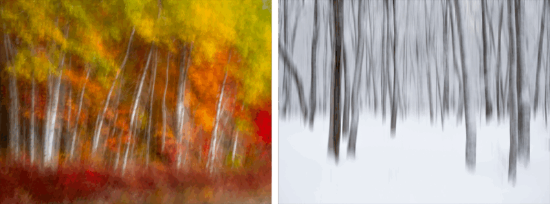 Split image: Left side shows abstract, blurry birch trees with vivid autumn colors—yellow, orange, and red. Right side shows blurry, monochrome birch trees standing in a snowy, wintry forest.