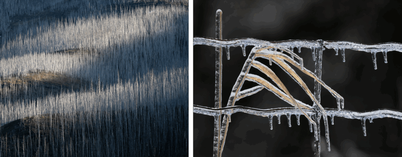 A forest of tall, leafless trees on a hillside in sunlight and shadow (left), and close-up of grass and wire fence coated with icicles against a dark background (right).