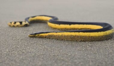 Deadly yellow-bellied sea snake washes up on Whangamatā beach, Coromandel