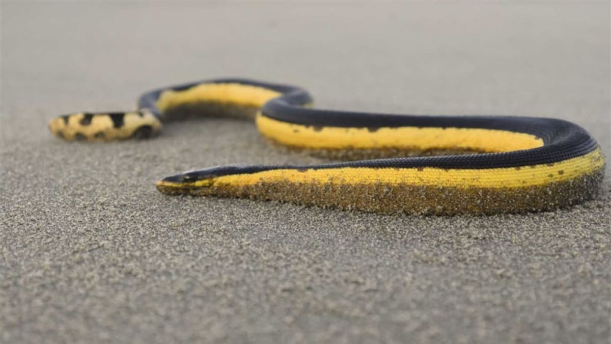 Deadly yellow-bellied sea snake washes up on Whangamatā beach, Coromandel