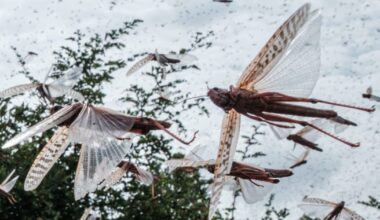 Plague of locusts descends on Ukraine – POLITICO