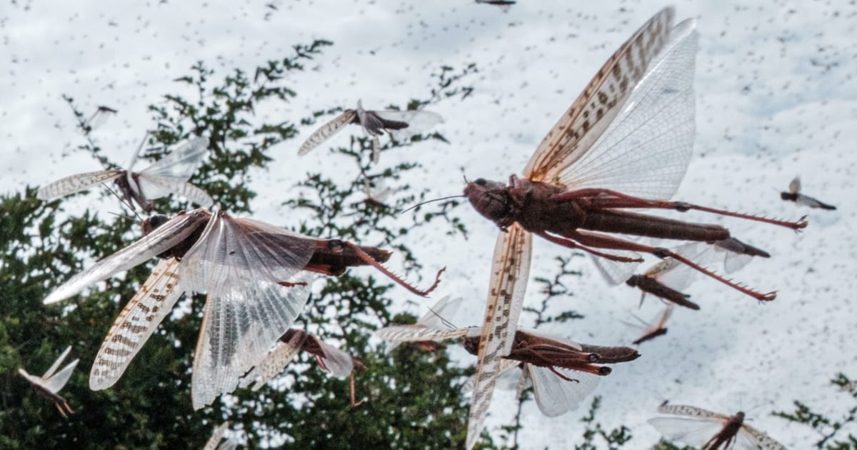Plague of locusts descends on Ukraine – POLITICO