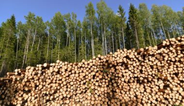 Laundered Russian timber chips into EU as states seek deforestation carve-outs