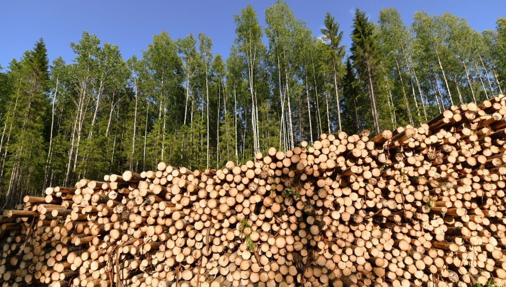 Laundered Russian timber chips into EU as states seek deforestation carve-outs