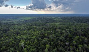 Video: Wild animals flock to watering holes in the jungles of Guatemala