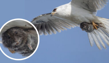 Hapless Vole Looks Directly into the Camera as It's Carried Away by a Kite