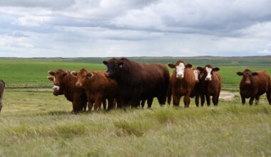 Genetic tools help producers improve replacement heifer selection and profitability - DiscoverAirdrie.com