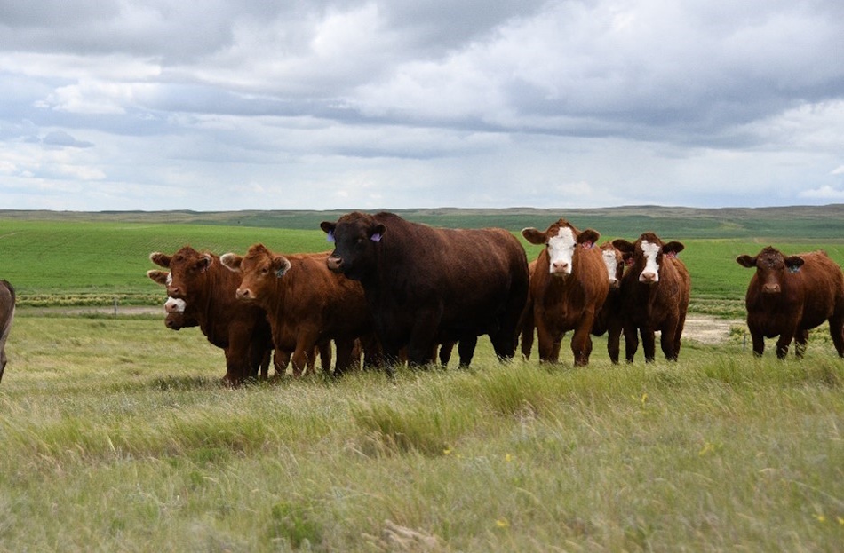 Genetic tools help producers improve replacement heifer selection and profitability - DiscoverAirdrie.com