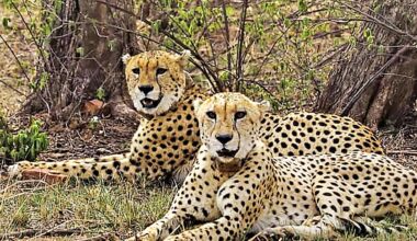 Eight-year-old Namibian female cheetah Nabha dies following injury at Kuno National Park